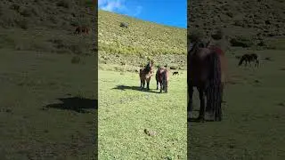 Zaldi erraldoiak #horse #field #2023 #mountains #shortvideo #shortsvideo #shorts #short #plants