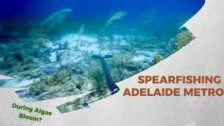 Spearfishing Adelaide Metro During Algae Bloom?