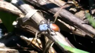 Insectes du Qu&eacute;bec