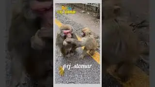 chin lo 🤣 Funny Animals Dubbed Video #shorts #funny #rjstomar