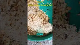How to grow hydroponic fodder with wheat🌾&rdquo;#hydroponicfodder#farmdeas#wheat#shorts#gardening