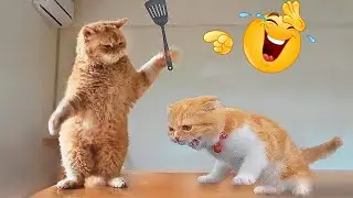 😹 Funniest Cats 2026 🐱 LOL Moments You Can&rsquo;t Miss!
