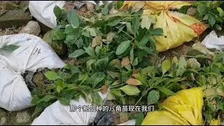 23块一棵八角苗，山村种植户育一亩田自己嫁接