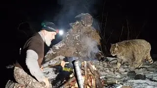 Obrovská divá mačka 😵😵😵