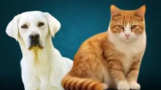 Check the movements of pets such as a dog and a cat