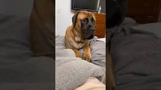 Mein RIESIGER Hund kann ENGLISCH sprechen! #Hund #Hunde #s&uuml;&szlig;erHund