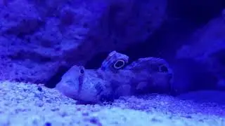 Signal Goby