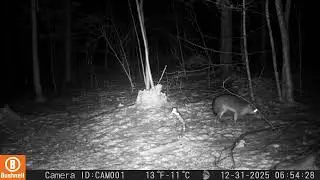 Fox walking around outback