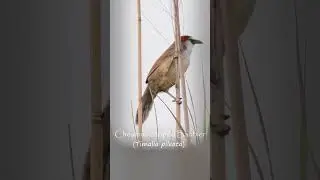 Amazing Bird Videos  | The Chestnut-capped Babbler #nature #wildlife #birds