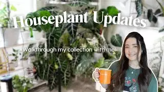 September Houseplant Collection Update 🌿