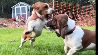 Slow Motion Basset Hounds