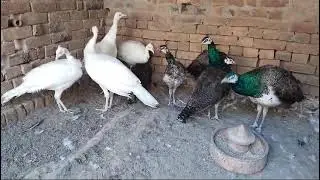 peacock chick's available Age 1 year 🦚🦚