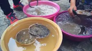 Srinia Chowdhury obvarra video