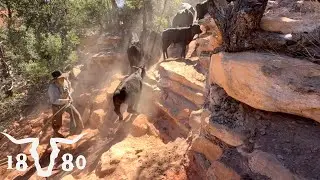 Moving Cows To The Famous Bears Ears
