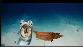 Conodont shows Xiphactinus Holocene fish