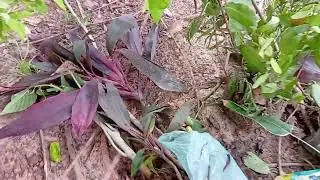 Hoje eu fui plantar banana no meu pequeno sítio e plantei planta 🪴🌺 só gratidão a Deus por tudo 🙏🙏❤️