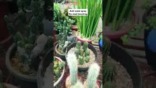 Remove Scales with this spray #Succulent #plant #succulents #plants #cactus #propagation #homegarden