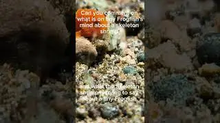 Tiny Frogfish and a Skeleton shrimp