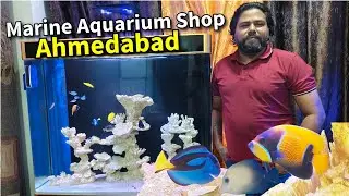 Marine aquarium shop in Ahmedabad | Marine Aquarium fish setup, care and cost in Hindi