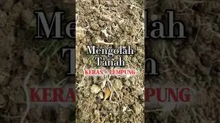 bagaimana cara mengolah tanah keras lempung seperti ini? #berkebun #tanah #lempung #subur