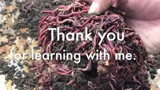 Worm Bins at Falmouth School Gardens