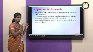 Digestion of Carbohydrates - Ms E Jancy Mary