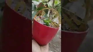 Pot decore 💕 #mycreativework #shortvideo #jade ☘️ #creativeideas