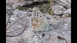 Chalkhill blues on the Isle of Portland