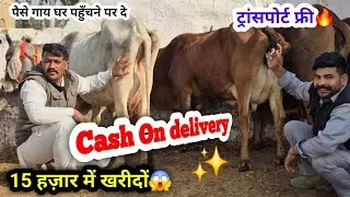 15 हजार में खरीदों गाय😱!! ट्रांसपोर्ट फ्री🔥!! Cash On delivery ✌️!! पैसे गाय घर पहुँचने पर दे👌 offer