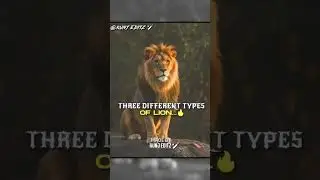 Three different types of lion in one frame 🥶🔥#aura #king #4kstatus