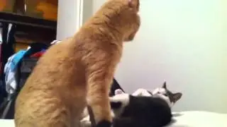Neko & Daku