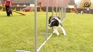 Agility slalom - slowmotion