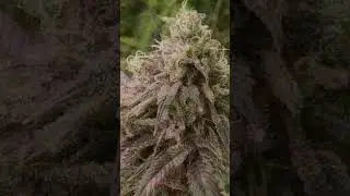 let's smoke ✨⭐✨