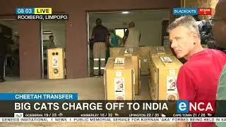 Cheetah Transfer | Big cats charge off to India