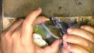 Pintado del Raptorix