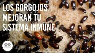 &iquest;Los Gorgojos Mejoran tu Sistema Inmunol&oacute;gico? | Curiosidades M&eacute;dicas