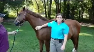 What To Expect When You Are Expecting (a foal!)