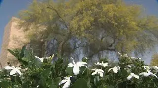VIDEO: High winds in Phoenix area making allergies miserable