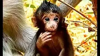 Just born baby monkey Very cute, New baby in Mila group