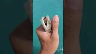 Releasing a Tiny Lizardfish at Juno Pier!