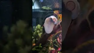 Nerite Snail hard at work