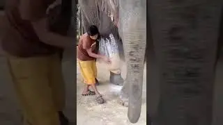 This is @jungle doctor's story about Mosha, an amputee elephant at the world's first hospital for el