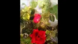 My Little Garden