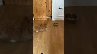 Cavapoo puppy: Nothing to see here, just a crazy puppy barking at his water bowl 😂