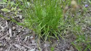 Harebell growing in a local pollinator garden