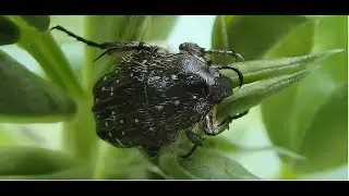 Oxythyrea funesta  white spotted rose beetle,Mediterranean spotted chafer