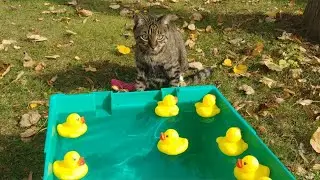 Cat Mind Blown Up!