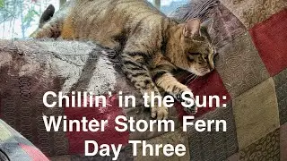 Sparrows 'n Such #winterstorm2026 Fern: Day 3 (part 2) #winterbirds #wildbirds #porchcam #windowview