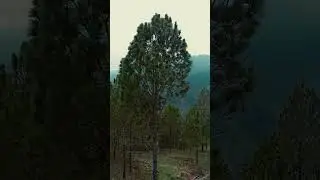 #Kulayn Ki Daali #nature #mountains #travel Beauty of Uttarakhand #trending #viral #uttarakhand