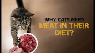 3 Major Reasons Why Cats Need Meat in their Diet | Cat Diet | DiscountPetCare